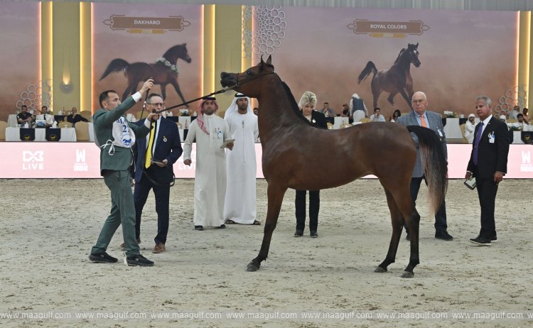Dubai International Arabian Horse Championship launches with global flair