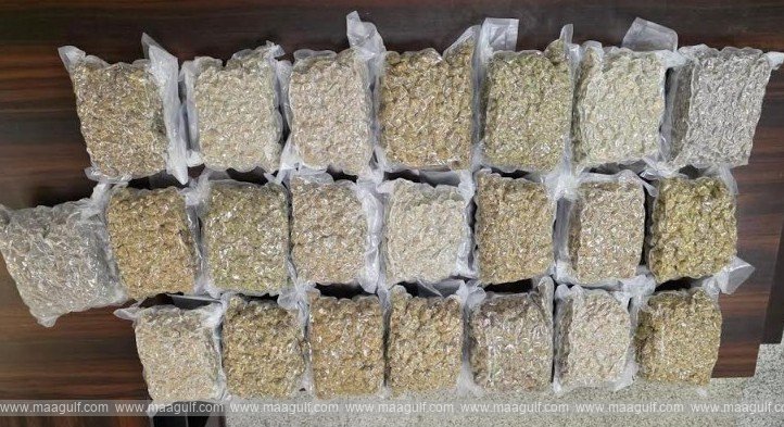 Hydroponic cannabis worth around ₹4.6 crore seized in RGIA, two arrested