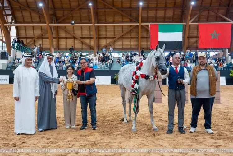 Emirates Arabian Horse Global Cup concludes 3rd show in Morocco