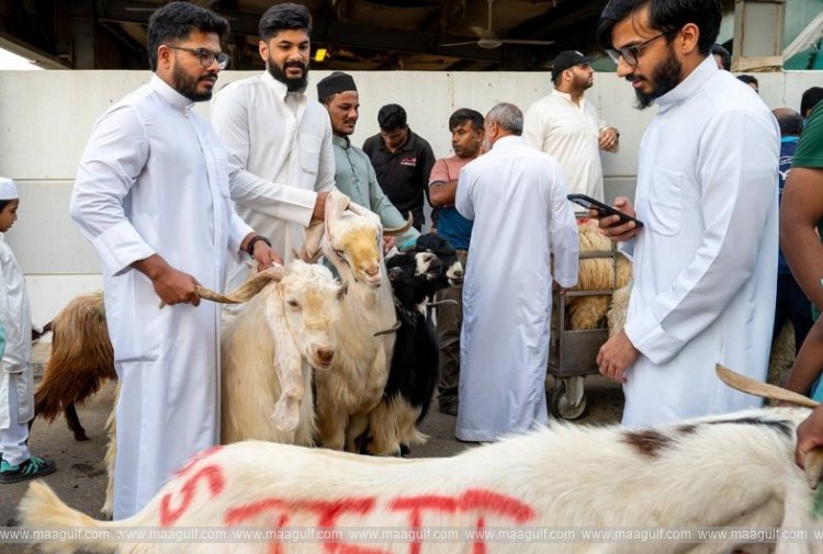 kuwaitis-perform-sacrifice-rite-during-eid-al-adhaphoto-event