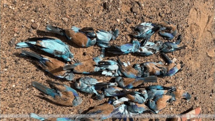 violators-apprehended-for-hunting-of-wild-birds-in-wadi-bani-khalid