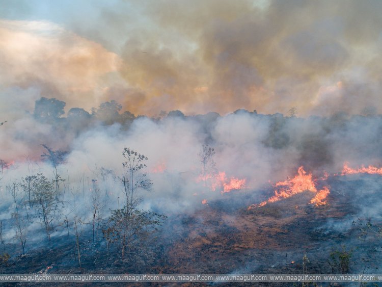 Fires in Brazil\'s Amazon at lowest level in 40 years