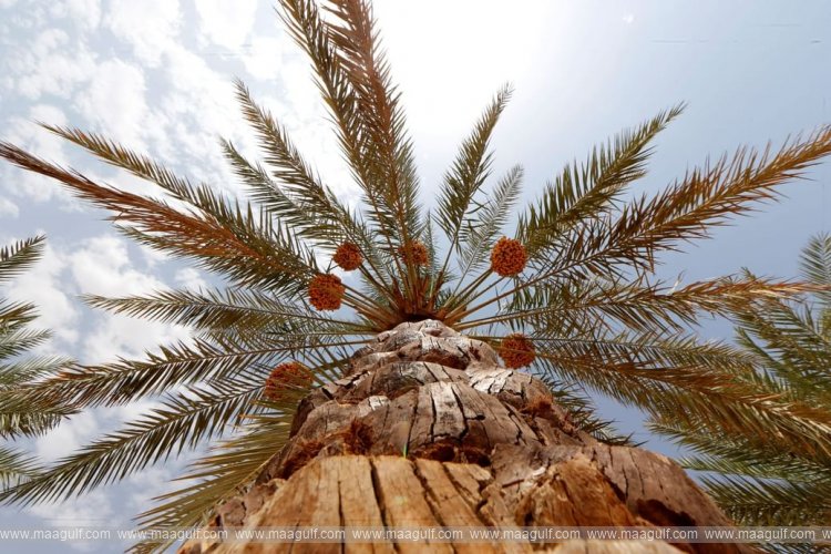 Abu Dhabi Heritage Authority launches new date palm varieties inventory