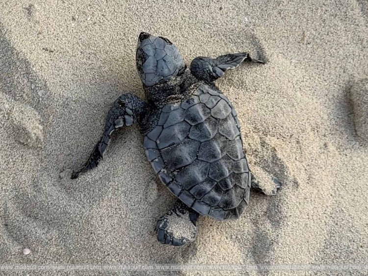 Environment Agency – Abu Dhabi records first olive ridley turtle nest in emirate