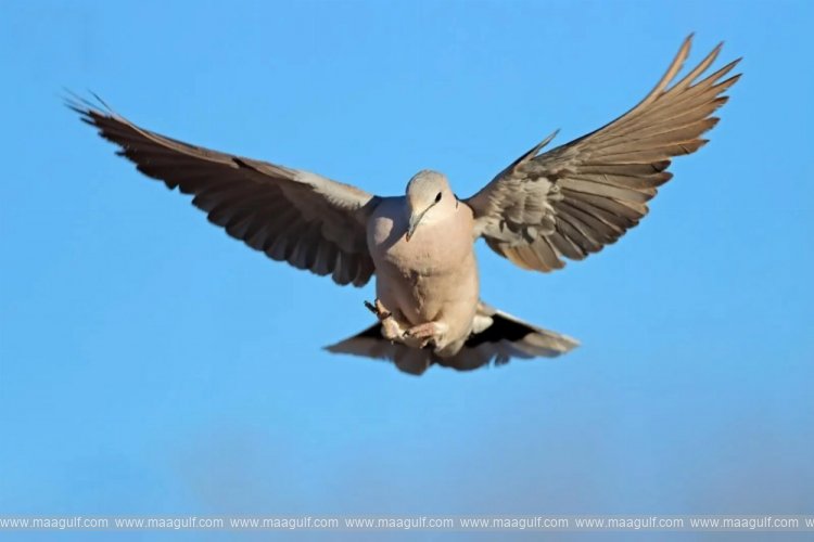2026–27 hunting season begins in Saudi Arabia; regulations are strict.