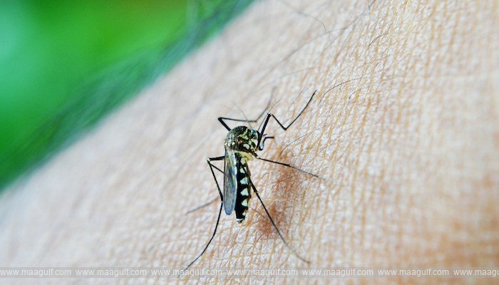 ఒమన్‌లో డెంగ్యూ కేసులు తగ్గుముఖం..!!