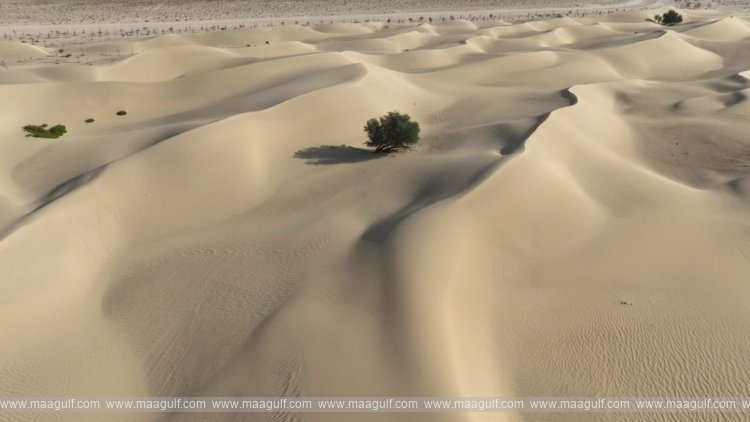 Dubai Desert Conservation Reserve safeguards biodiversity, natural heritage: Report