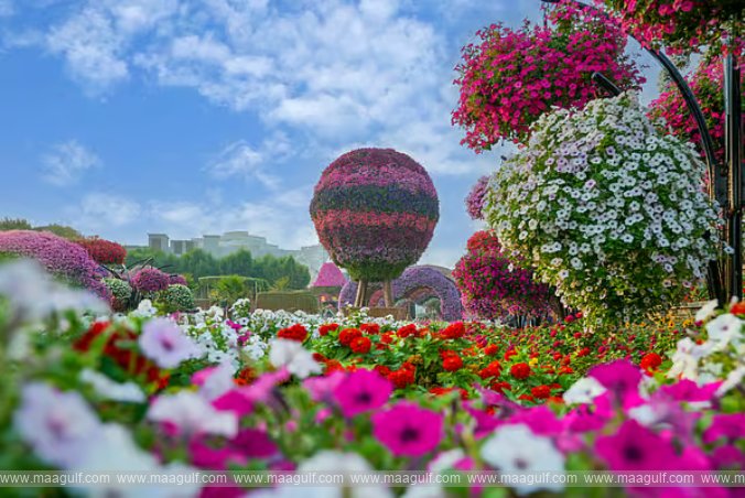 Dubai Miracle Garden Season-15 starts on October 8th.. Here are the ticket prices