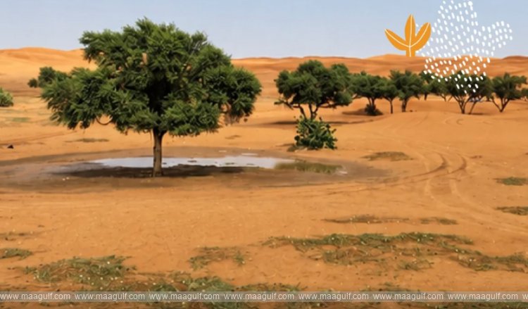 Saudi Arabia, Kuwait join efforts to combat desertification