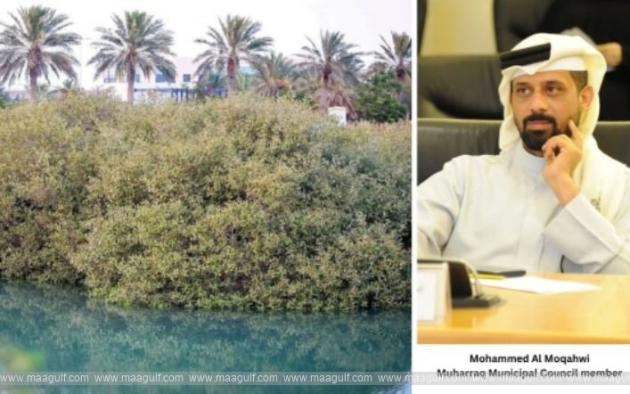 A mangrove belt behind Bahrain Airport...!!