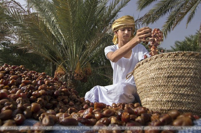 Oman to host an international conference on the development of date palm cultivation..!!