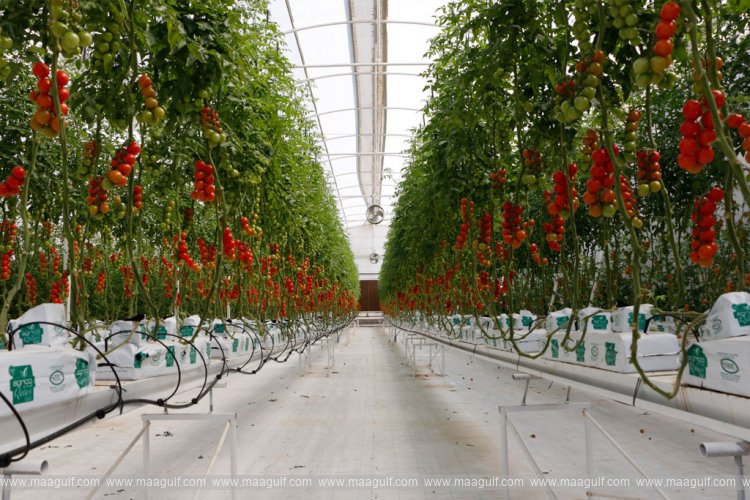 High priority for food security in Qatar..!!