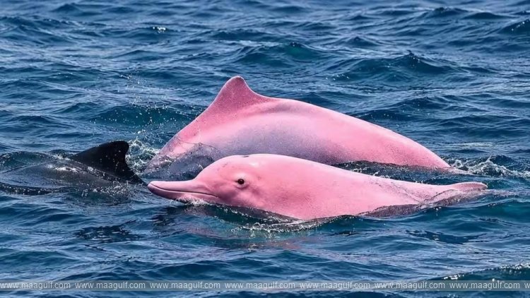 A pink dolphin in the waters off Oman..!!
