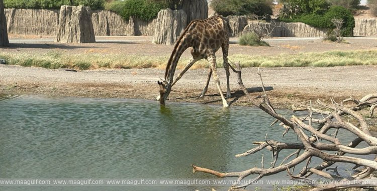 Sharjah Safari launches fifth season with new experiences
