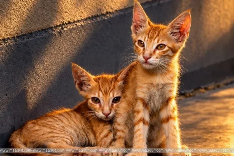 A solution to the problem of stray dogs and cats in Bahrain..!