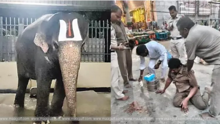 తిరుచానూరులో ఆలయం ఏనుగు దాడిలో గాయపడిన మావటి మృతి